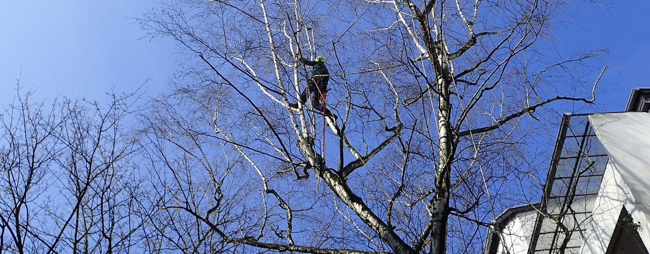 Kronensicherung 1 Baumpflege Kronensicherung Düsseldorf baumpfleger.nrw ]