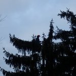 baumpfleger.nrw Projekte Kappung 4- Einkürzen einer Tanne [baumpfleger.nrw ]