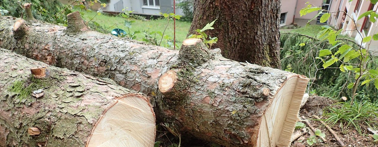 Direktfällung Baumpflege und Baumfällung baumpfleger.nrw ]