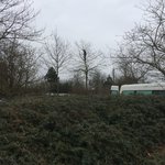 baumpfleger.nrw Projekte baumschnitt 4 Neuss [baumpfleger.nrw ]
