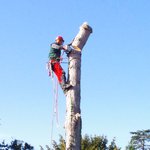 baumpfleger.nrw spezielle Fällung Baumfällung Erkrath 3 [baumpfleger.nrw ]