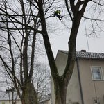 baumpfleger.nrw Projekte  [baumpfleger.nrw ]