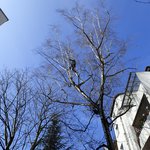 baumpfleger.nrw Projekte Baumpflege Düsseldorf 1 [baumpfleger.nrw ]