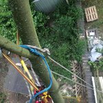 baumpfleger.nrw Projekte Baumpflege Meerbusch 1 [baumpfleger.nrw ]