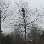baumpfleger.nrw Projekte baumschnitt 5 Hilden [baumpfleger.nrw ]