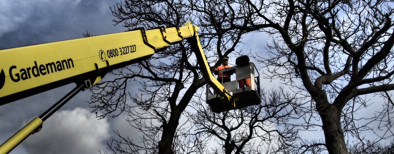 Kranfällung  baumpfleger.nrw ]