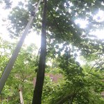 baumpfleger.nrw Projekte Kronenschnitt Düsseldorf 2 [baumpfleger.nrw ]