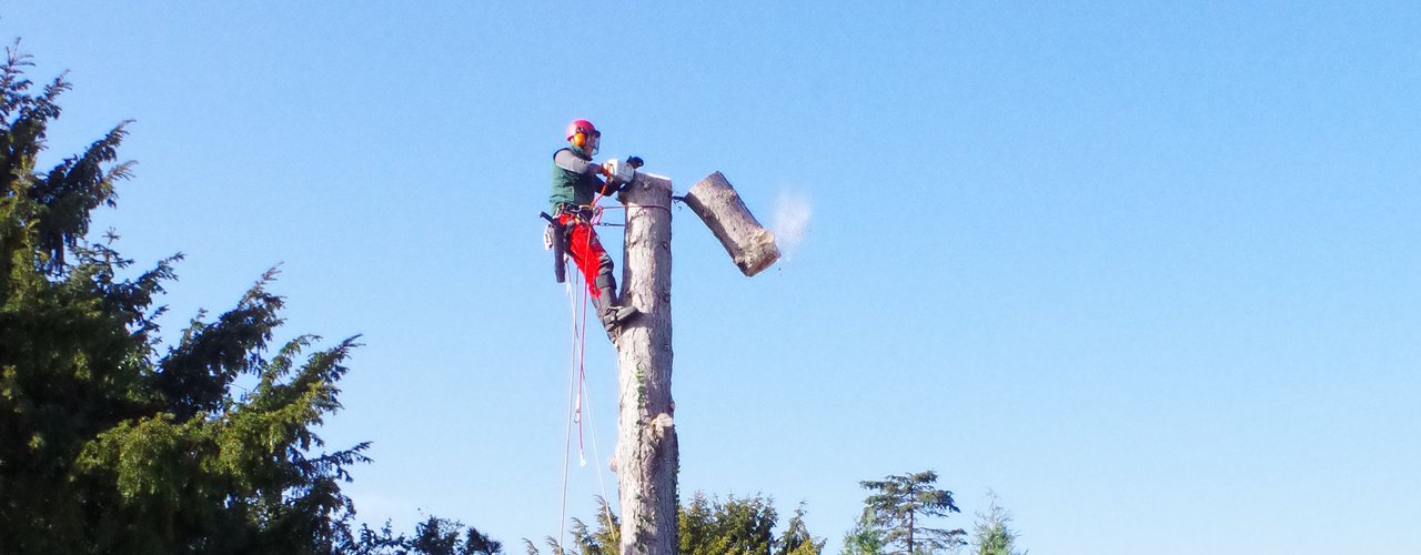 spezielle Fällung Baumfällung Solingen 6 baumpfleger.nrw ]