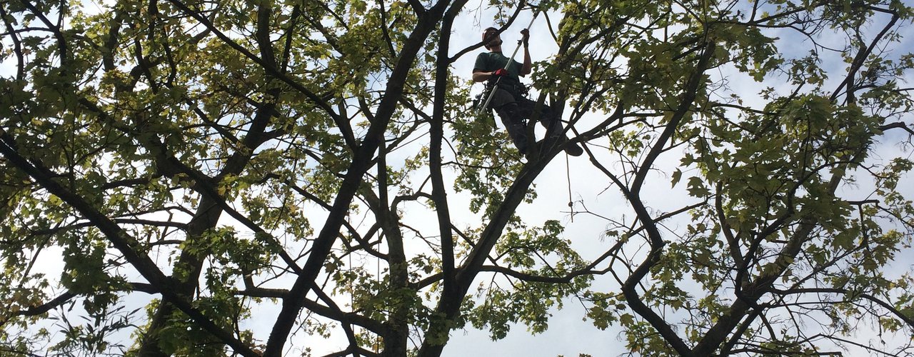 spezifische Baumpflege - Kronenschnitt Baumpflege 4 neuss baumpfleger.nrw ]