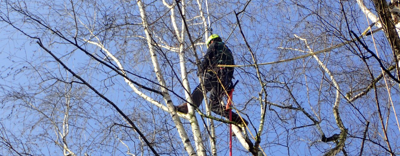 Kronensicherung 2 Baumpflege Kronensicherung Düsseldorf baumpfleger.nrw ]