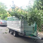 baumpfleger.nrw Projekte Kronenschnitt Düsseldorf 3 [baumpfleger.nrw ]