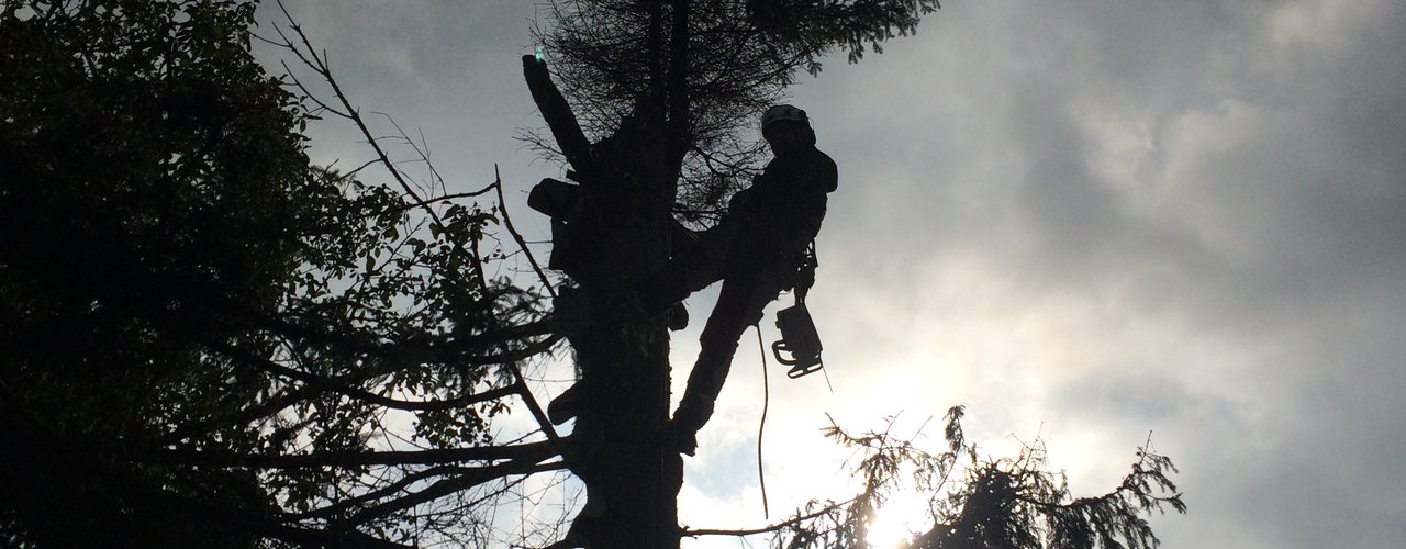 spezielle Fällung Baumfällung Solingen 7 baumpfleger.nrw ]