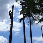 baumpfleger.nrw Projekte  [baumpfleger.nrw ]