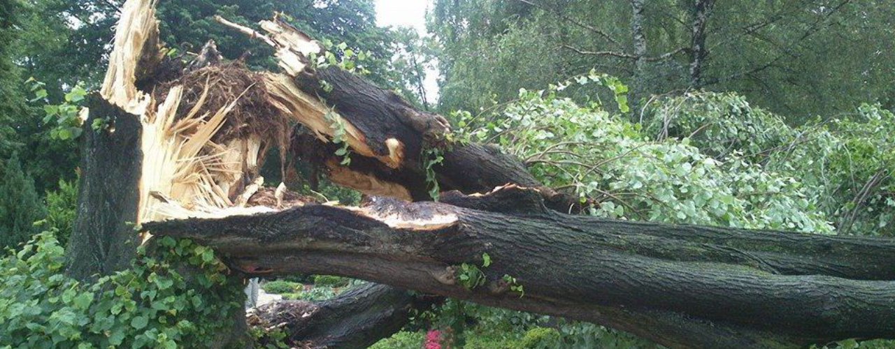 Sturmschäden  baumpfleger.nrw ]