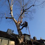 baumpfleger.nrw Projekte Baumpflege 7 Erkrath [baumpfleger.nrw ]