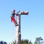 baumpfleger.nrw spezielle Fällung Baumfällung Neuss 5 [baumpfleger.nrw ]