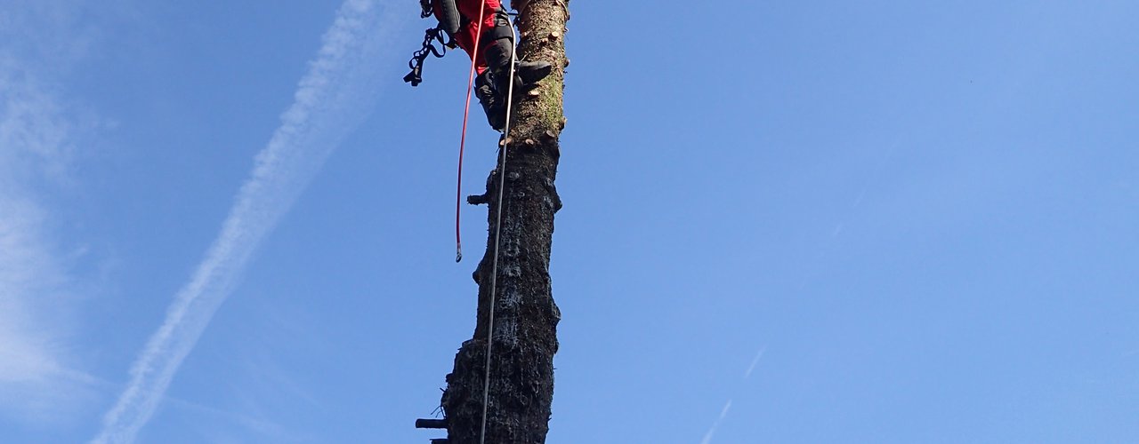 spezielle Fällung Baumpflege und Baumfällung baumpfleger.nrw ]