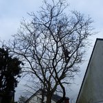 baumpfleger.nrw Projekte Baumpflege 3 Kronenschnitt Monheim am Rhein [baumpfleger.nrw ]